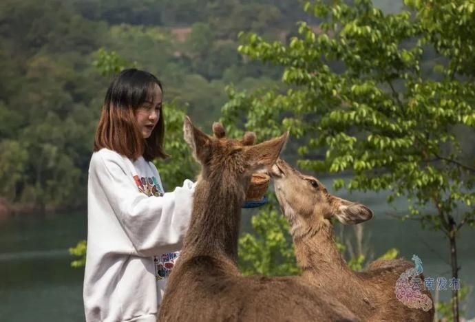 普洱|一天一点普洱穿行千年茶马古道,尽览五朝普洱风云
