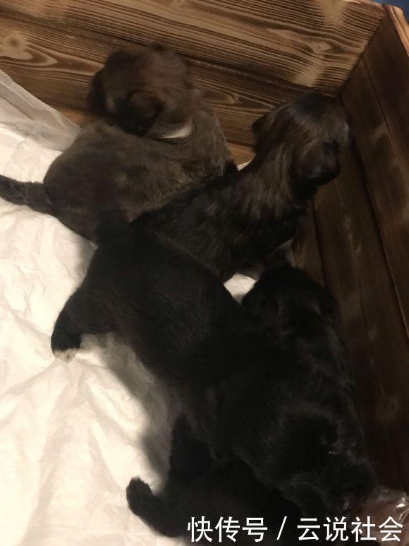 心事|路上发现只有“心事”的流浪狗，女孩带它回家后，老妈却不让进门