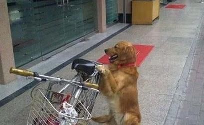  送来|大爷常被小偷光顾，买了自行车没多久就丢，儿子随后送来了法宝