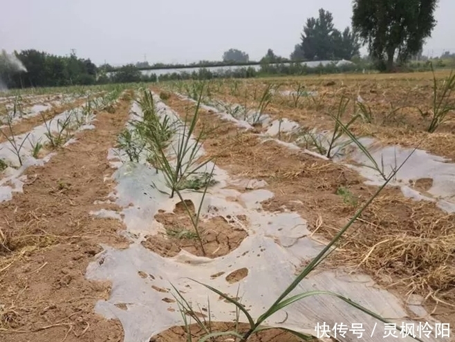 即将|门外汉种甘蔗不懂方法,30亩甘蔗即将打水漂,难倒甘蔗汉