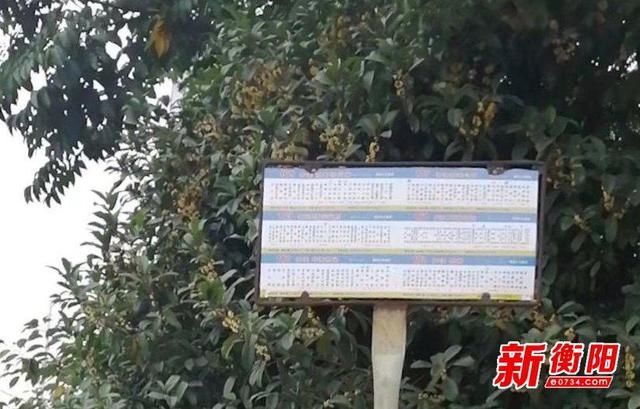 看不清|向不文明行为说“不”：看不清 蒸湘南路公交站牌字迹模糊