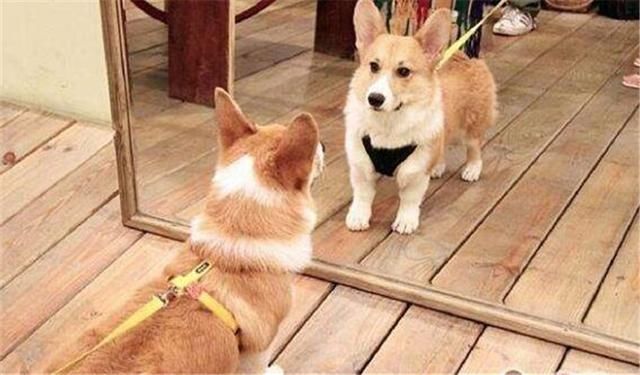 后代|柯基犬的“基因”有多强大？网友：永远都摆脱不了的小短腿！