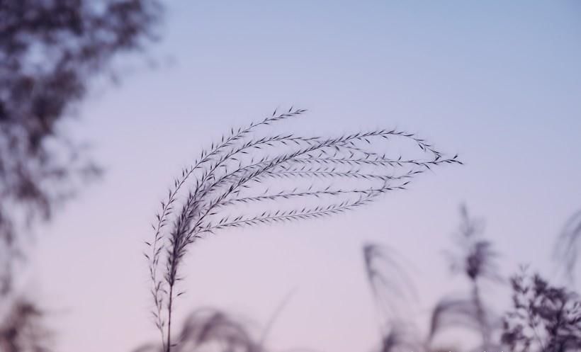 生肖马|9月，桃花运旺盛，爱情来临，难舍难分的四大生肖