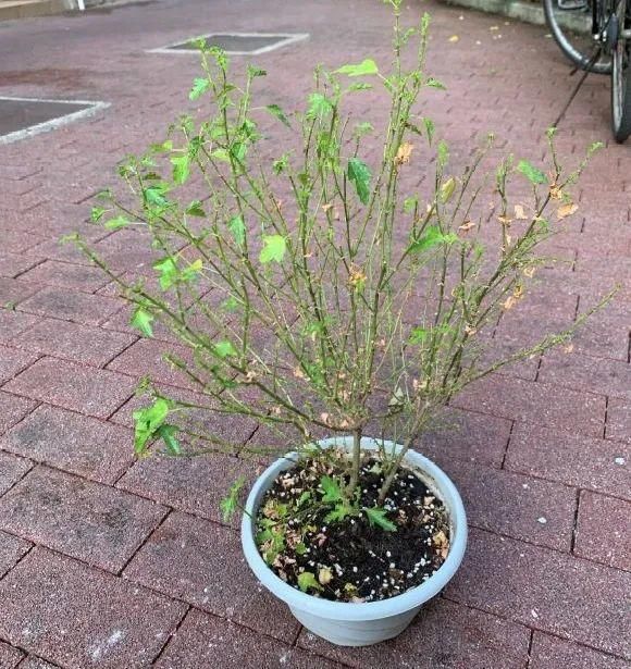  新芽|花养成光杆司令，赶紧这么救，3天冒新芽