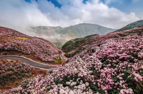  云海|西南地区最神奇的风景：世人罕见的彩色佛光，云海之下遍野杜鹃花