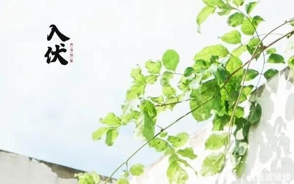 今年入伏喝啥汤比较好(入伏喝汤，一年不蔫！7月11号入伏，分享4道家常汤，越喝越精神)