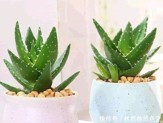 保湿|芦荟美容养颜,可以涂脸保湿。具体步骤告诉你