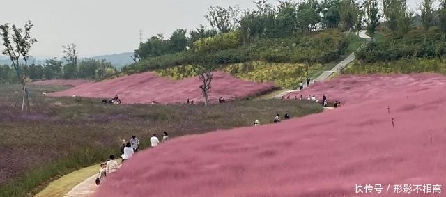 花美|硬核！大妈景区手拿喇叭放金句：进入花田你没有花美，谁丑谁尴尬