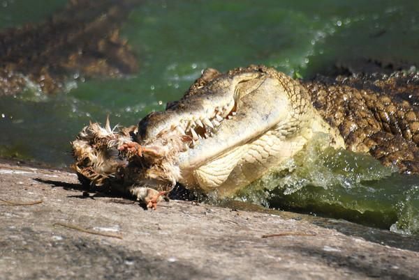  惊见|背后传来水声爸一回头　惊见8岁儿被鳄鱼 咬在口中 瞬间消失