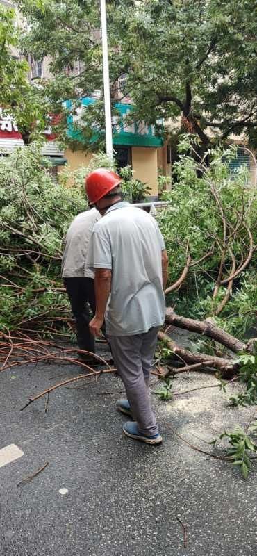  队员|雨一直下，郑州街头树枝断裂频发生！请注意避让