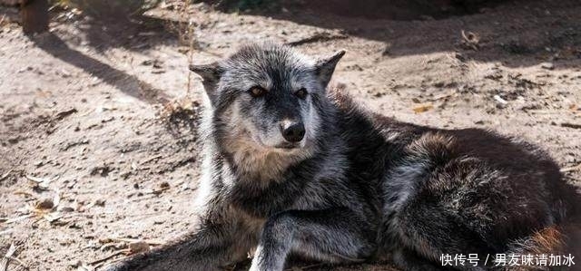  国外|国外男子上山游玩，在一座房子附近听见奇怪叫声，走近一看吓坏了