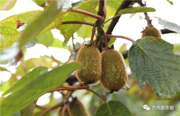  二维码|大数据与乡村振兴 | 当修文猕猴桃遇上二维码