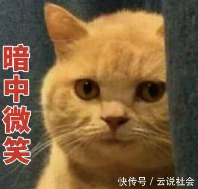 理科|别让理科男养猫，你永远不知道他会拿你的猫去计算些什么东西