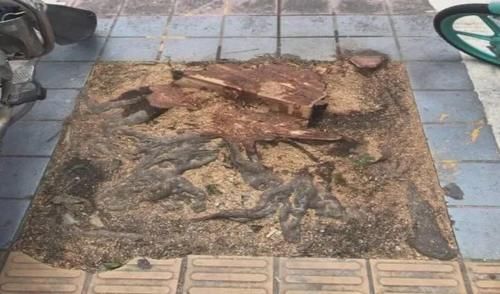  汽车|绿化树被刮倒，砸中两部汽车