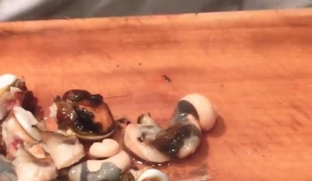 却特别|日本人现场处理“海螺”,做法很独特,味道美味还很香