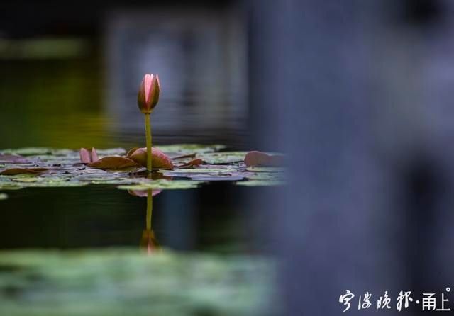  睡莲|甬城出梅日，盛夏赏睡莲