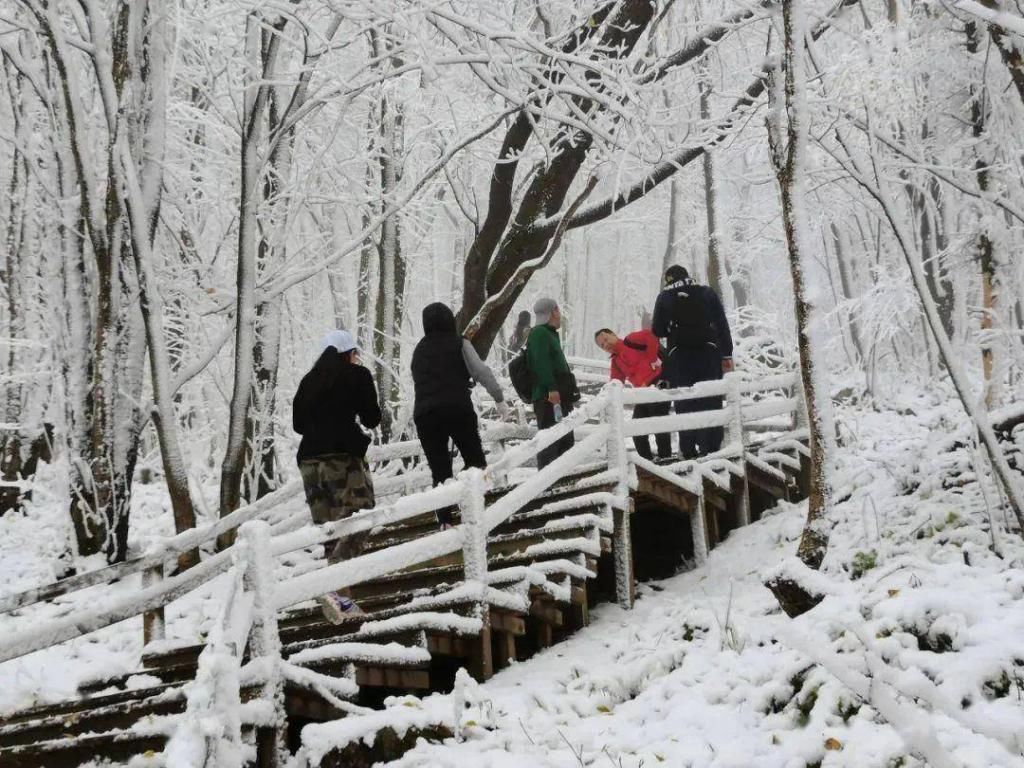 下雪|下雪了！多地解锁雪?景?模?式?广东人：我就看看