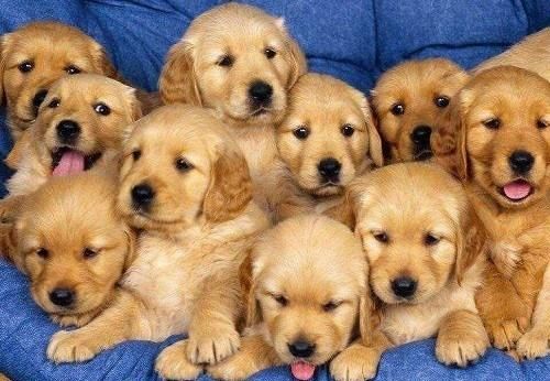 需不需要|幼犬到底需不需要补钙