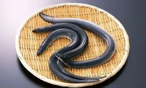  朋友|夏季【蛇】出没丨看“蓝朋友”如何将其治服