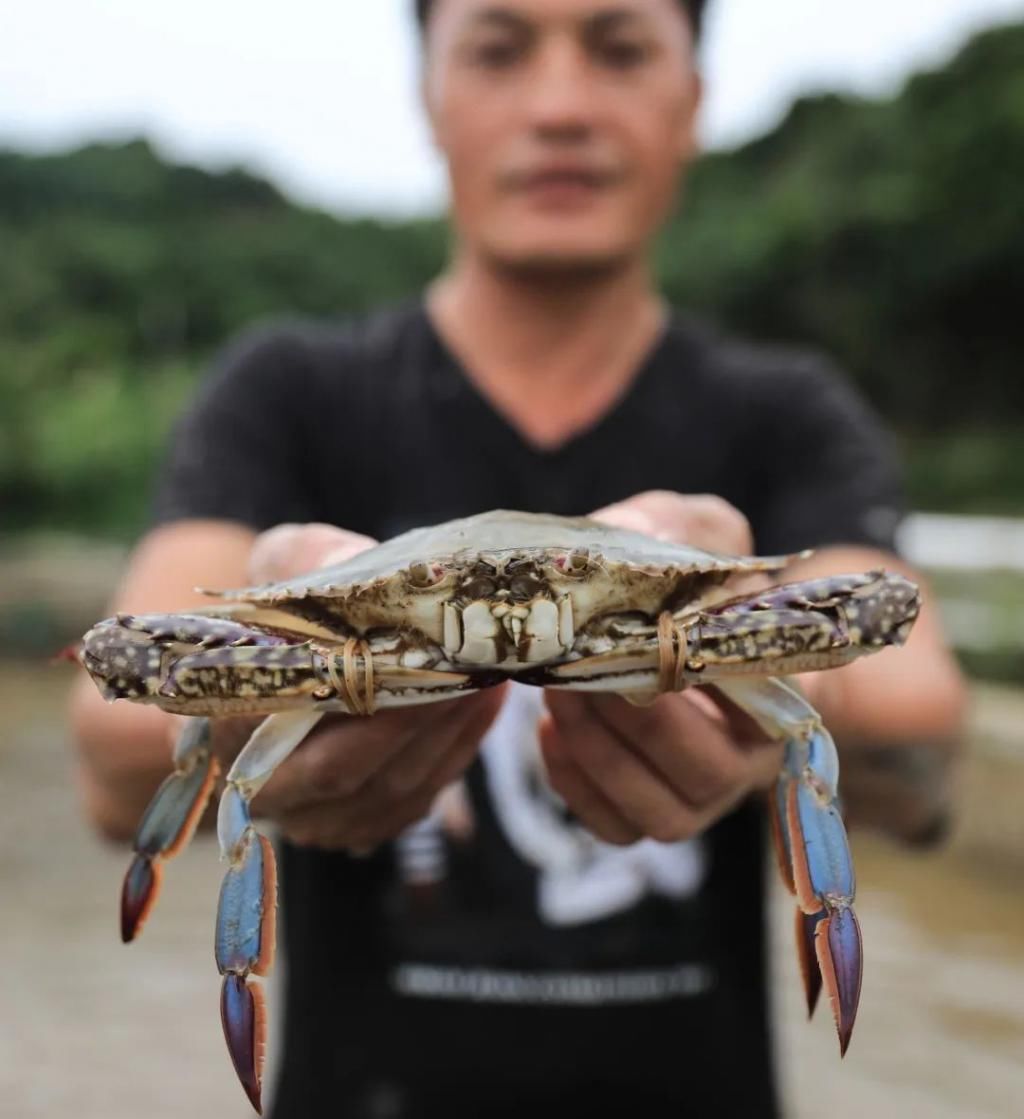  高质|梭子蟹“秋苗夏收”,有望在禁渔期产出高质蟹，期待不？