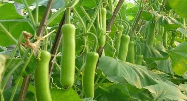  患者|苦瓜黄瓜丝瓜，通通都不要，夏季最该吃此瓜！最适合高血糖患者