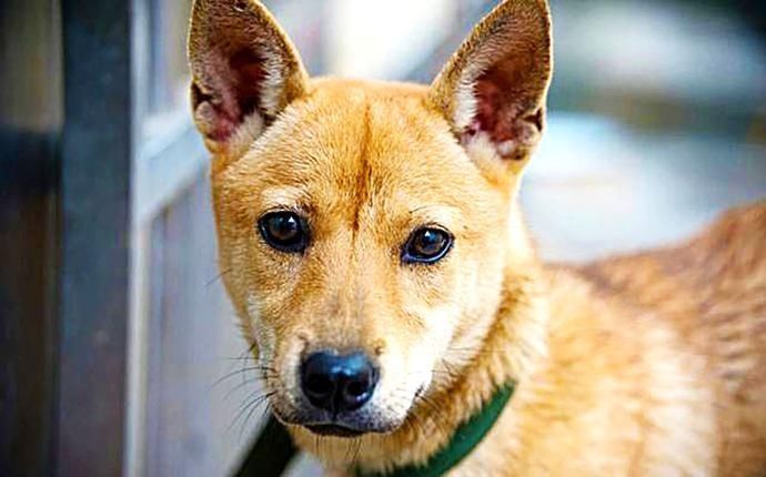  临死前|土狗临死前，怕拖累主人，悄悄躲起来，当发现它时，主人哭了