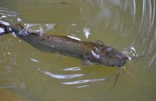 水中|曾被称为“水中珍品”,十分鲜美,如今却被人称“脏脏鱼”,为何