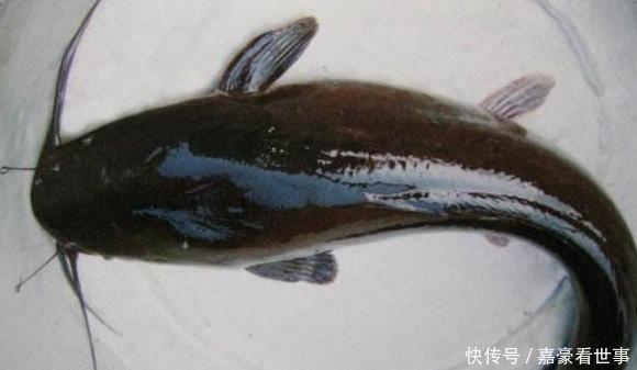 刺少|水中“1种鱼”,肉多刺少,价格便宜,为什么大家都不爱吃了呢!