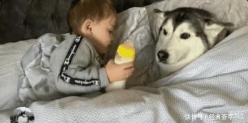  爸爸|小主人把爸爸赶走，却要让二哈陪它睡，场景让人很暖心啊