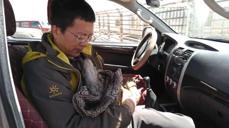  深圳|可可西里的守护者！深圳男子用镜头记录荒原上的藏羚羊