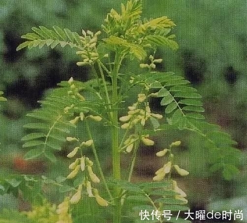 植物|农村的野生黄芪什么样?和野刺蒺藜是一种植物吗?怎么分辨?