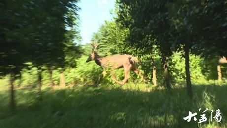  珍稀|沅江：数十只珍稀麋鹿“现身”漉湖芦苇场