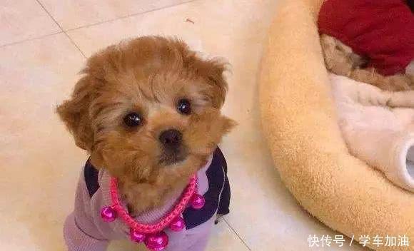  主人|泰迪没扑没咬老人自己摔倒，主人竟要赔20多万引热议