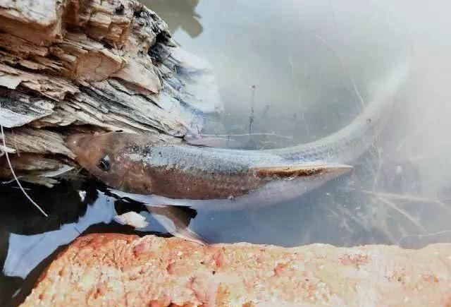 鱼肉|此鱼我国独有,至今无法人工养殖,目前700元一斤,想吃得靠运气