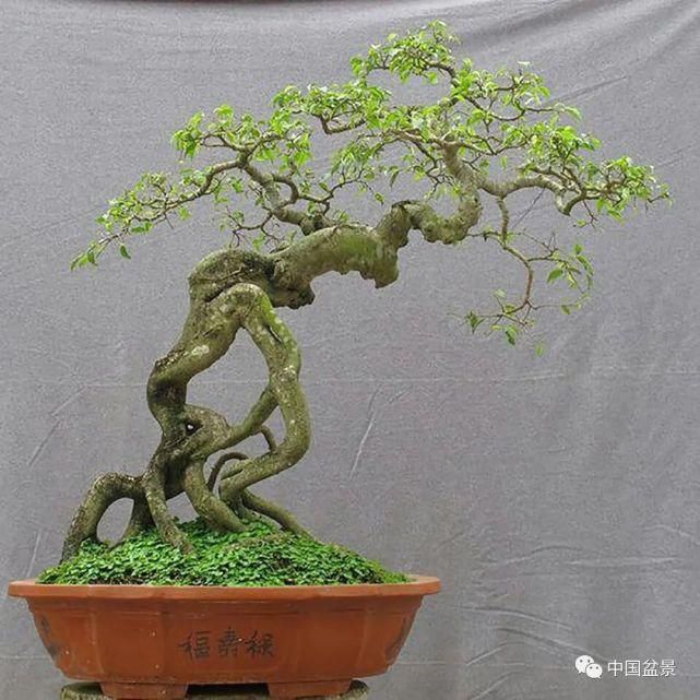 健康|观赏盆景 感悟人生：健康快乐才是生活的主宰！