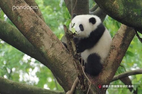  竟是|国宝大熊猫误入“黑熊园”，没想到结局竟是这样……