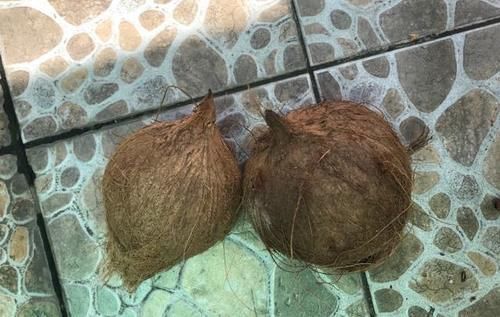  椰子|它是“维C之王”，皮肤黑要多吃，抑制黑色素生成，扔了太可惜