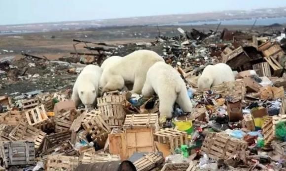  合法|有钱人花上33万，就可以在加拿大合法杀死一只北极熊