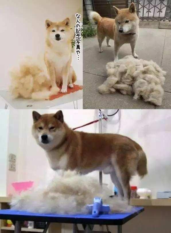  五大|柴犬五大缺点，最大的缺点是哪个，你知道吗？