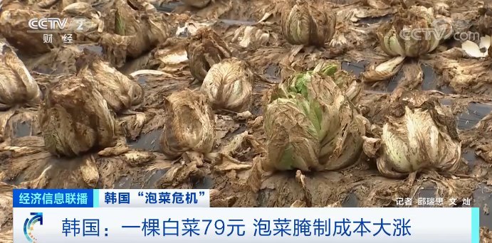 泡菜市场|1棵白菜，79元！韩国人放弃腌泡菜了？进口泡菜九成来自中国→