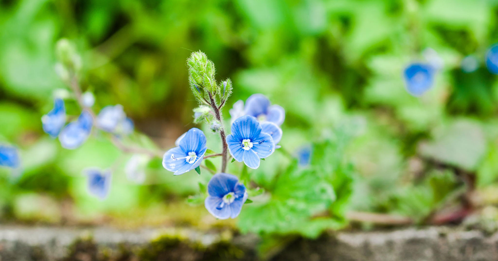  双子座|在9月份期间，百花齐放，这四大星座的人旧爱回头，桃花不断