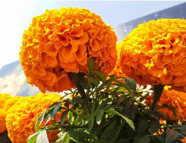 亲情|《寻梦环游记》：基于独特的墨西哥文化，在生死之间感受爱和亲情