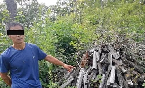 现实|现实版“光头强”?红石森林公安破获两起团伙盗伐林木案