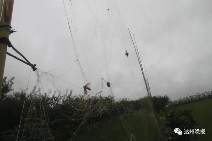 南坝镇|胆子太大了！宣汉两名男子竟敢干这事！