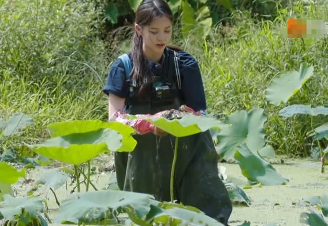  泥里面|《向往的生活》明星下藕池，镜头扫过角落，节目安全防范意识强