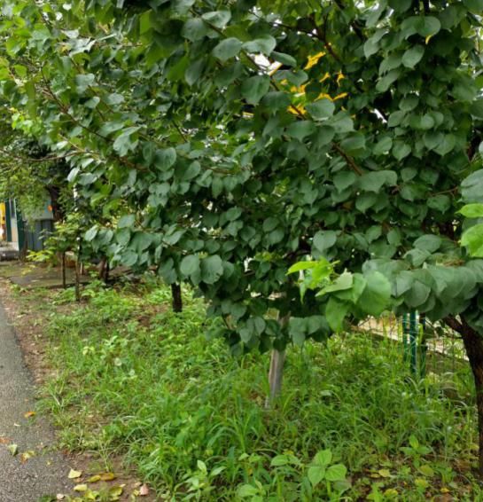  江阴|江阴有群“啄木鸟”，专干这件事！