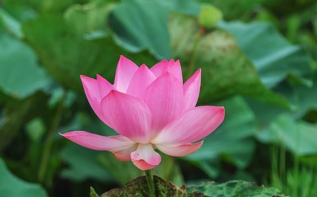  生肖|八月开始：人品爆发，贵人最多，喜事一桩接着一桩的4生肖