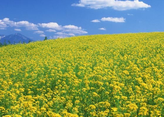  不尽|未来7天，吉运缠身，4属相惊喜连连，富贵多金，享福不尽