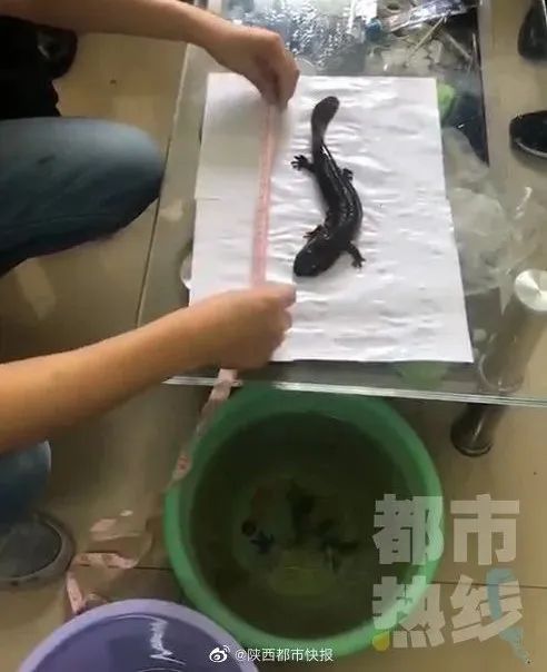  秦岭|三男子秦岭爬山后被警方刑拘！他们干了啥？后备箱里竟藏着...