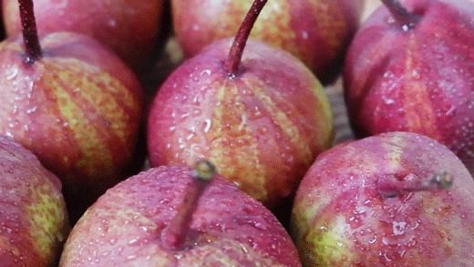  彩虹梨|这款“天然矿泉水”现在正当季！脆甜爽口会爆汁，馋到舔鼻尖的解暑好物~